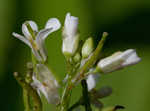 Garlic mustard